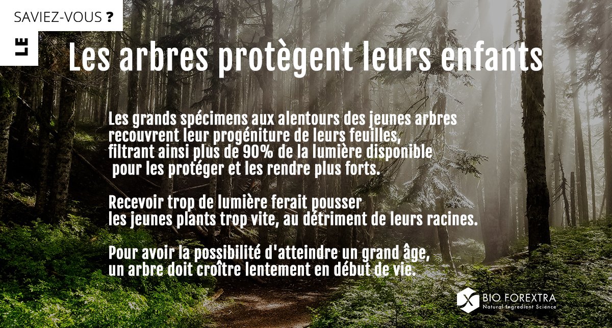 #DidYouKnow
The large specimens cover their offspring with their leaves, filtering over 90% of the light to protect the young trees and make them stronger.
Too much light would make the young grow too quickly, to the detriment of their roots.
#TreeLovers #Synergie #Family 🌲💚