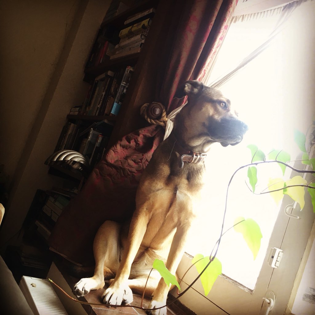 GreenlandFishy's tweet image. We’re delighted to have #Dude the #WindowDog as our GreenlandFishery guest this week