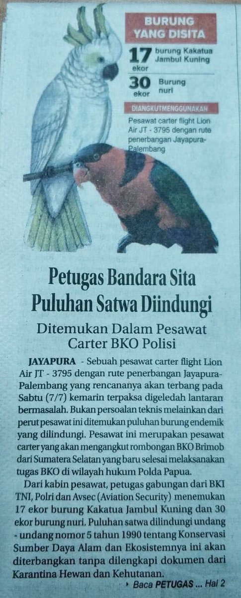 Buset. Pesawat carter rombongan brimob SumSel selesai tugas dr Jayapura tujuan Palembang, menyelundupkan puluhan burung hidup yg status dilindungi. Kelakuannya wow ya.  
Pantas lah kalau ada kata2, hanya kekayaan Papua yg menarik, ya tambang ya alam. Sisanya wasallam.
