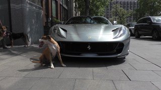 Zeitlose Hundetherapie (@zhundetherapie) on Twitter photo 