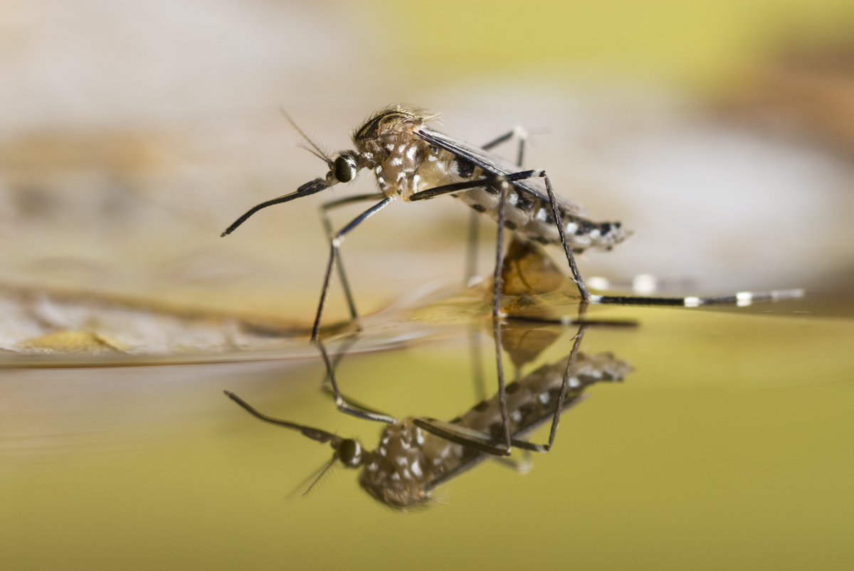 CityofRegina's tweet photo. #BuzzonBugs | Did you know a small amount of water produces thousands of mosquitoes? Help reduce mosquito population by removing standing water in your yard. Visit https://t.co/EkY1rBycG9 for more information. https://t.co/yNIoQy6Dfv