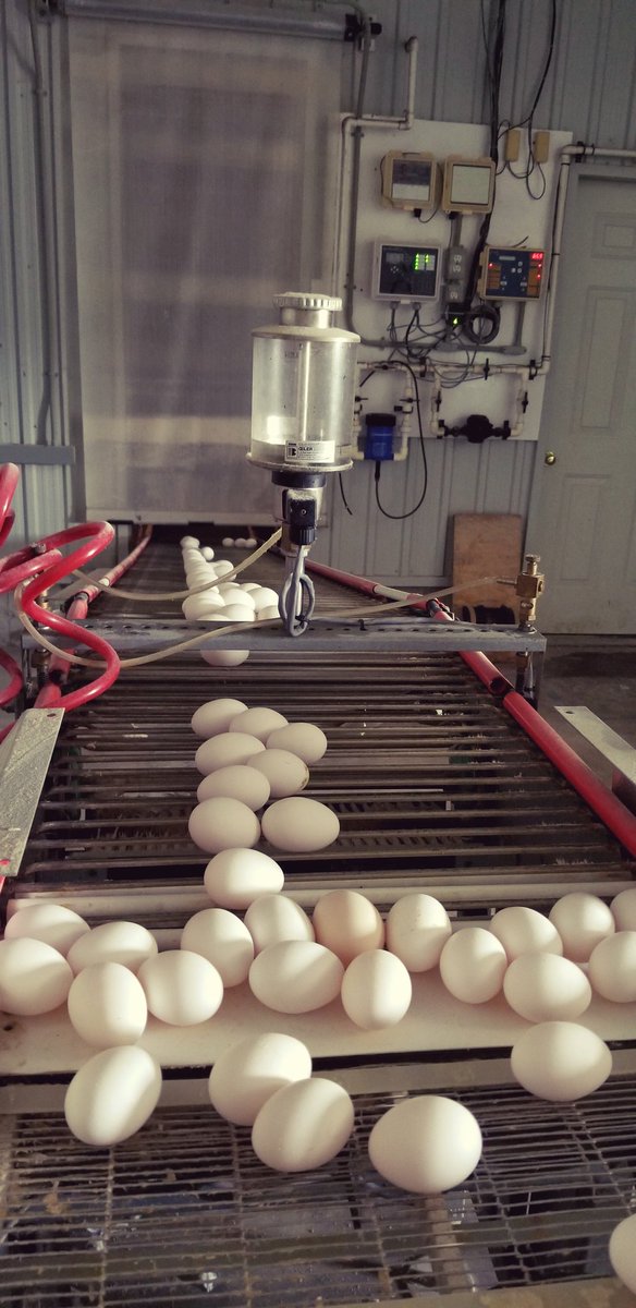 The last few eggs from the 2017/2018 flock! 
#thatsawrap
#getcracking
#eggfarmersofontario
<a href="/eggsoeufs/">Egg Farmers</a> <a href="/ian_laver/">Ian Laver</a>