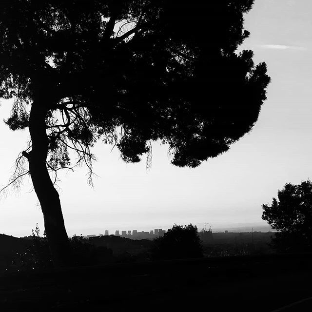 Killerdisain's tweet image. #Barcelona  #barcelonamola #Bigcity #spain🇪🇸 #europe #tree #blackandwhite #B&amp;amp;W #mediterranean