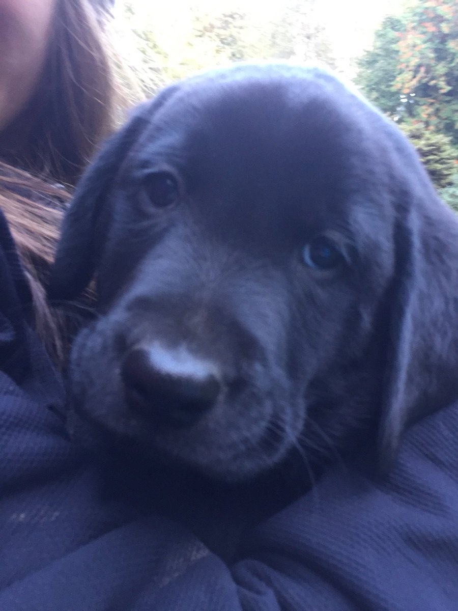 WindowsDocs's tweet image. Only 18 followers to go until we reach 1000..

#Windows10
#DeveloperDocs
#SadPuppy