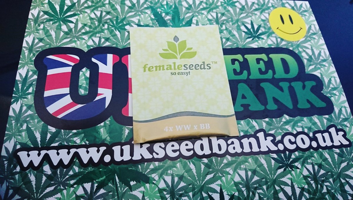 UKSeedBank1's tweet photo. White Widow x Big bud #femaleseeds #ukseedbank #CannabisCommunity #cannabisseeds #legalizeit #stonersdaily #stoners #stonerfam #weed #weedporn #cannabis #cbd #thc #ganja #hightimes #medicalmarijuana #medicine https://t.co/FUWpXs9pju
