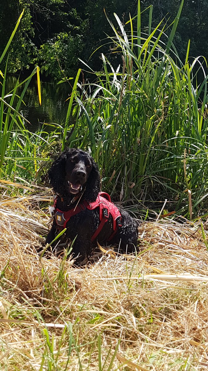 Introducing new recruit Ludo. Ludo is joining team water vole and will be backing up Lola on some of our bigger surveys. #WaterVoleDetectionDog #workingcocker