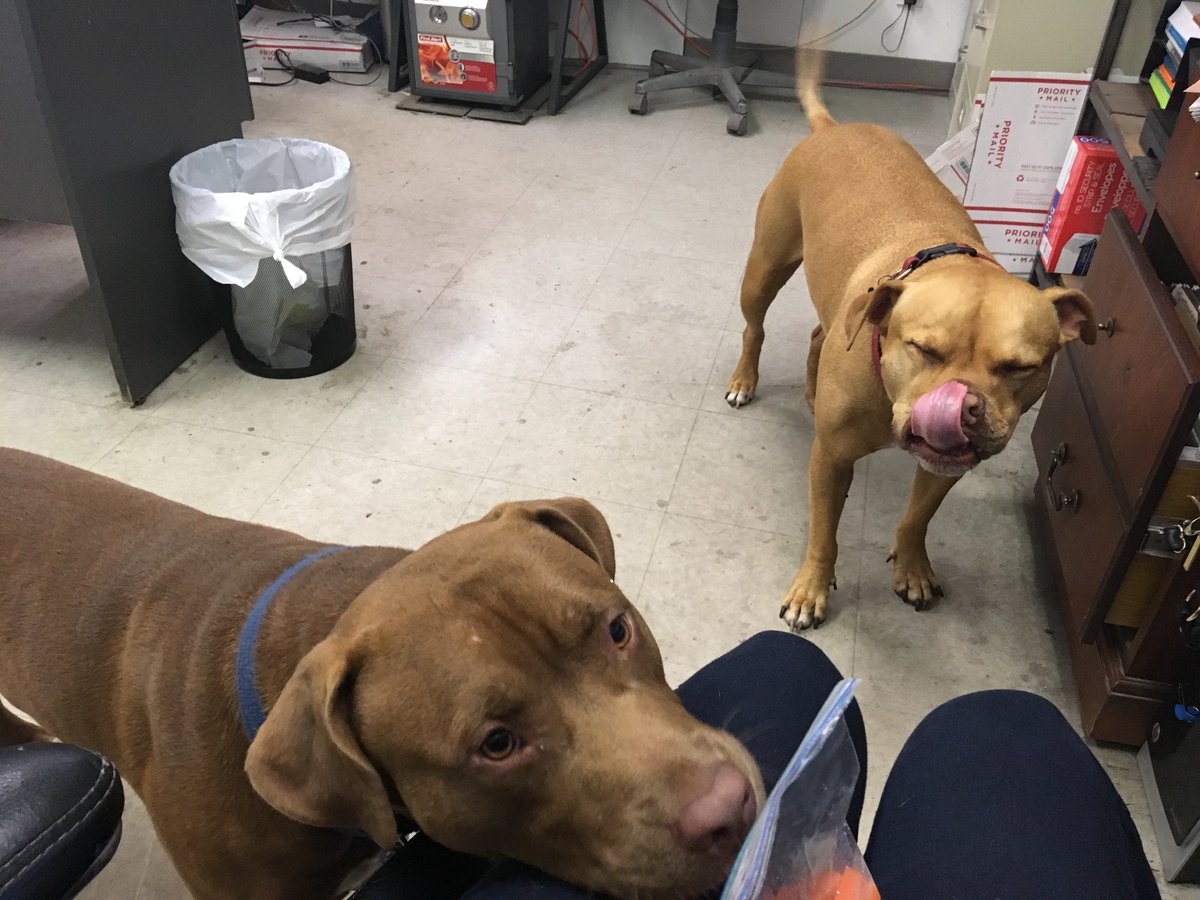 GorillaWelding's tweet photo. @Phil_Sledge Two of ours trying to eat carrots 🤣 https://t.co/fnCd5jVz3W