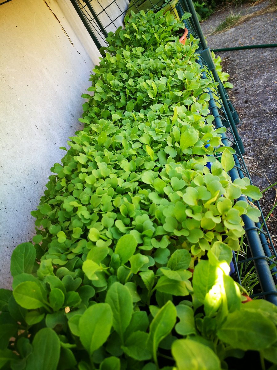 Grouping all the #salad tubs together on the #verticlegarden shelves looks so neat.Most leafy #greens are #yummy as #microgreens as #sprouts or as #babyleaf greens. #Grow late spring to autumn outside and all year round inside with a light warm spot. #komatsuna #mibuna #mizuna 🎌