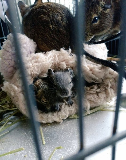 Twitterのコスプレ画像23