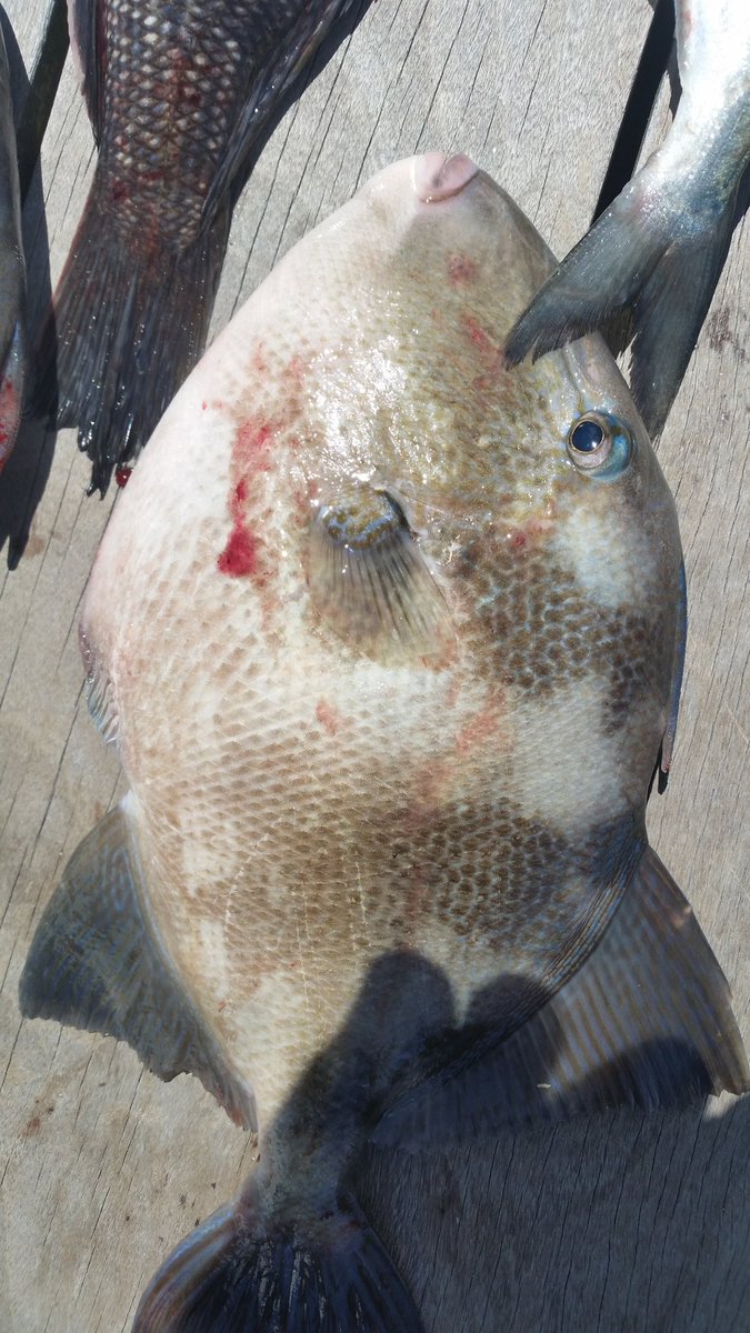 hertfish's tweet photo. A little salt water fishing last week !! https://t.co/KW8wM20Gc9