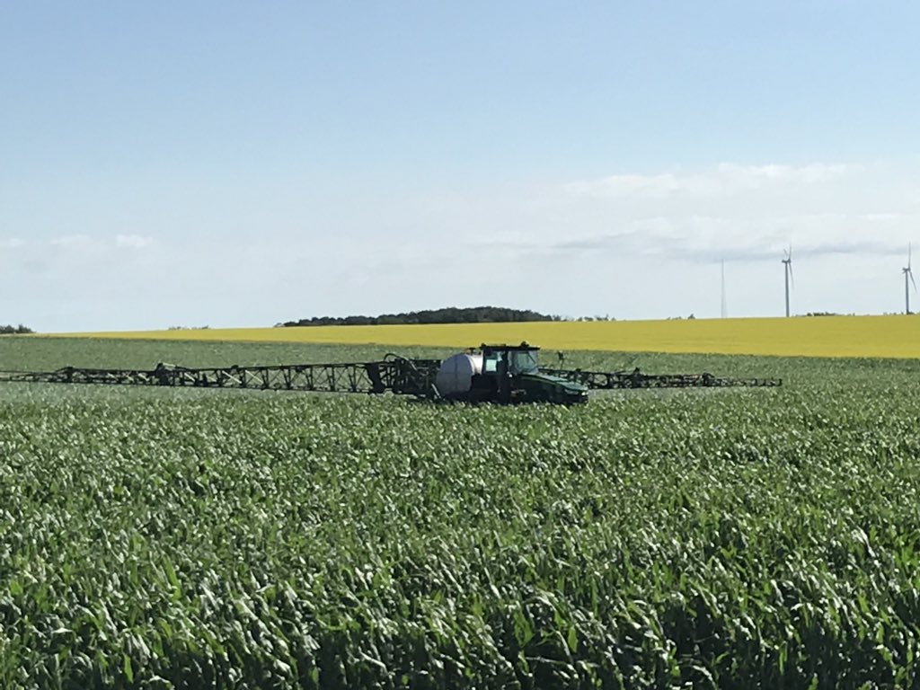 RoncerayDan's tweet photo. #P7005 #earlycorn #spray18 #bigbushels #priaxor @pioneerwcanada @basfagsolutions https://t.co/EDJHqbdSQv