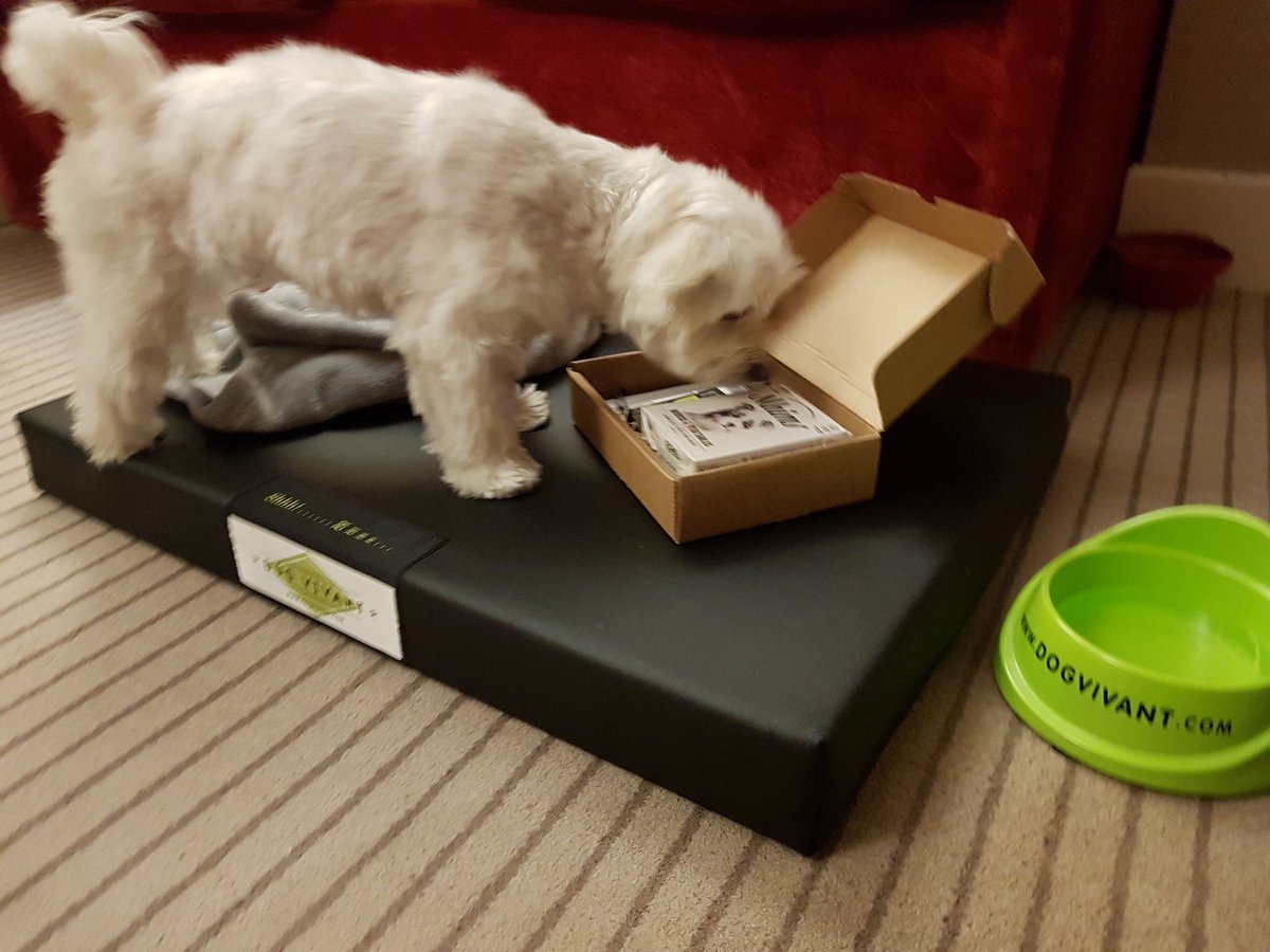_JesusOlmedo's tweet photo. Como en casa...
bienvenidogs@euskadi.com
#DogVivant #dogfriendly #BienvenidogsaEuskadi #Euskadi #bienvenidogs #doggyetorri #dogspitality #chienvenue #euskadiconperro #fiestaperruna #dogparty
@DptoTurComCon @a_retortillo
@i_Euskadi
@visiteuskadi
@dogvivant @ErcillaHoteles https://t.co/YCgSk3f9B1