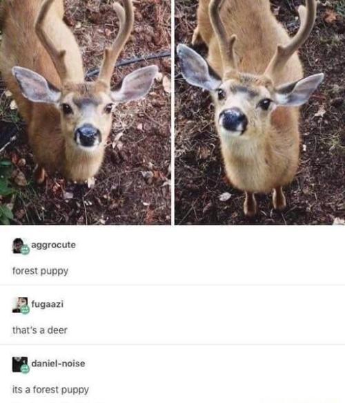 Funny Memes Auf Twitter Found A Forest Pup Memes Meme