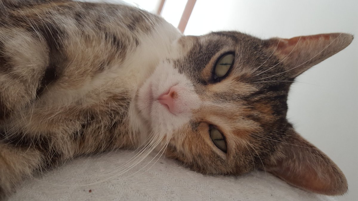 thecatsawayca's tweet photo. Just lounging...
#cat #cats #meow #kitty #cute #catsoftwitter #catlover https://t.co/J3xjPVgvSv