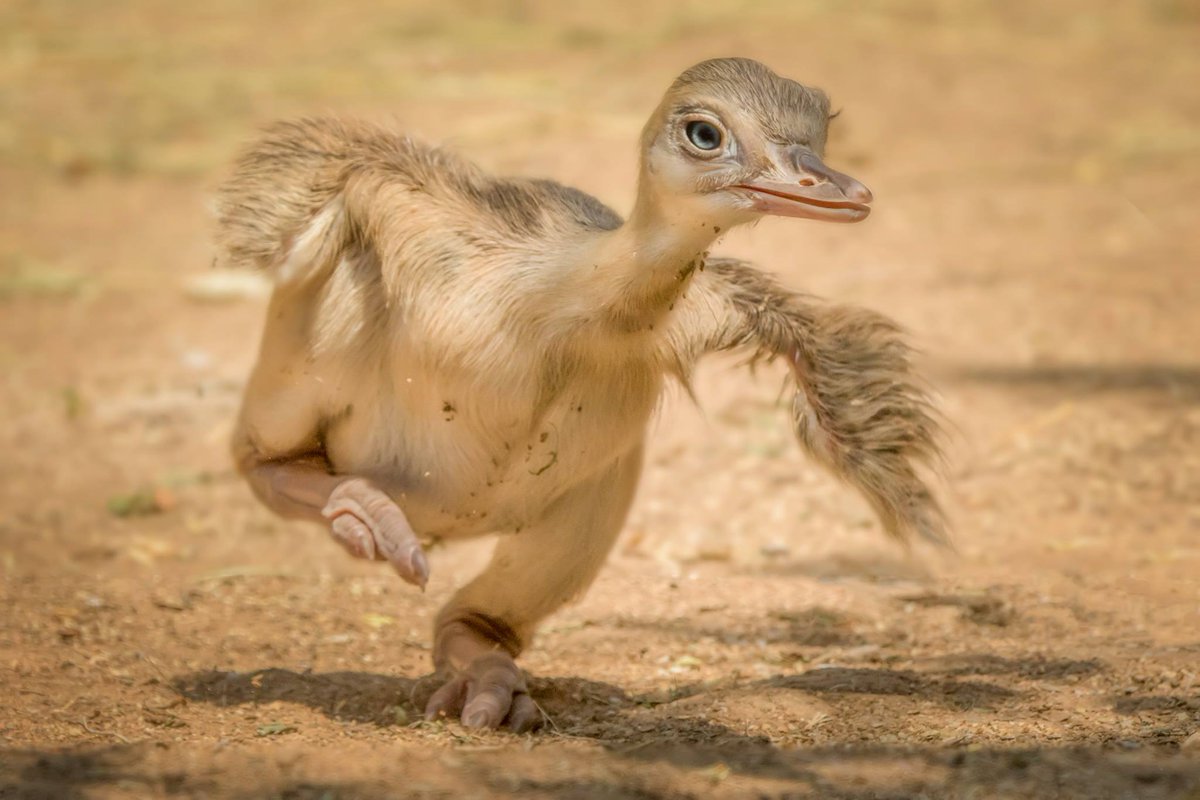 jenwe5's tweet photo. Photo by Sarah Zentjens
 
First steps ~   emu https://t.co/JRmY1ylanm