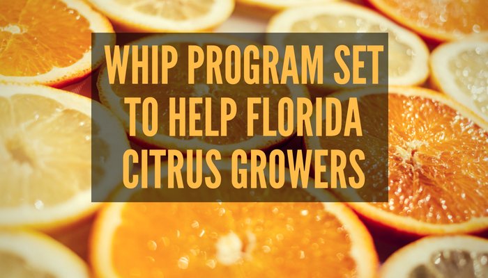 FoodInstitute's tweet photo. In today's #FoodInstituteBlog: "WHIP Program Set to Help #Florida #Citrus #Growers" - https://t.co/bmtvvJvmbF https://t.co/8jtKT9QvPn
