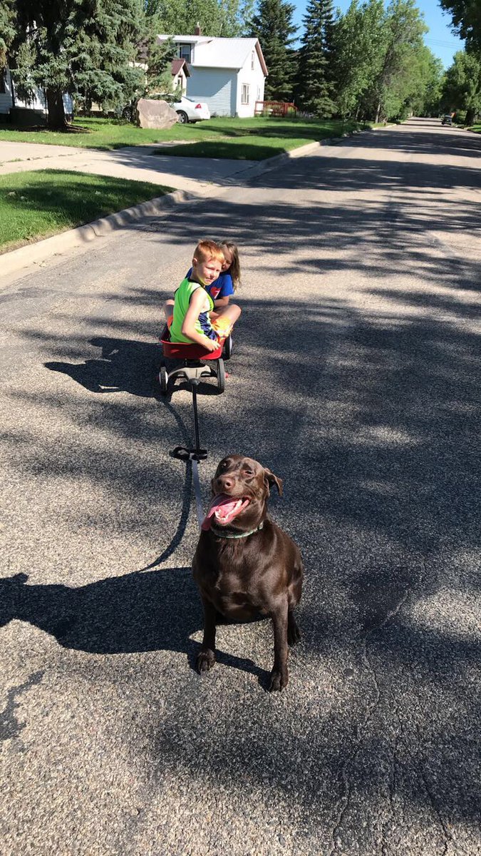 #HaulHardPupoftheday hauled a tandem load from grandmas house to the @mohallpark #ShesjustbeingMiley