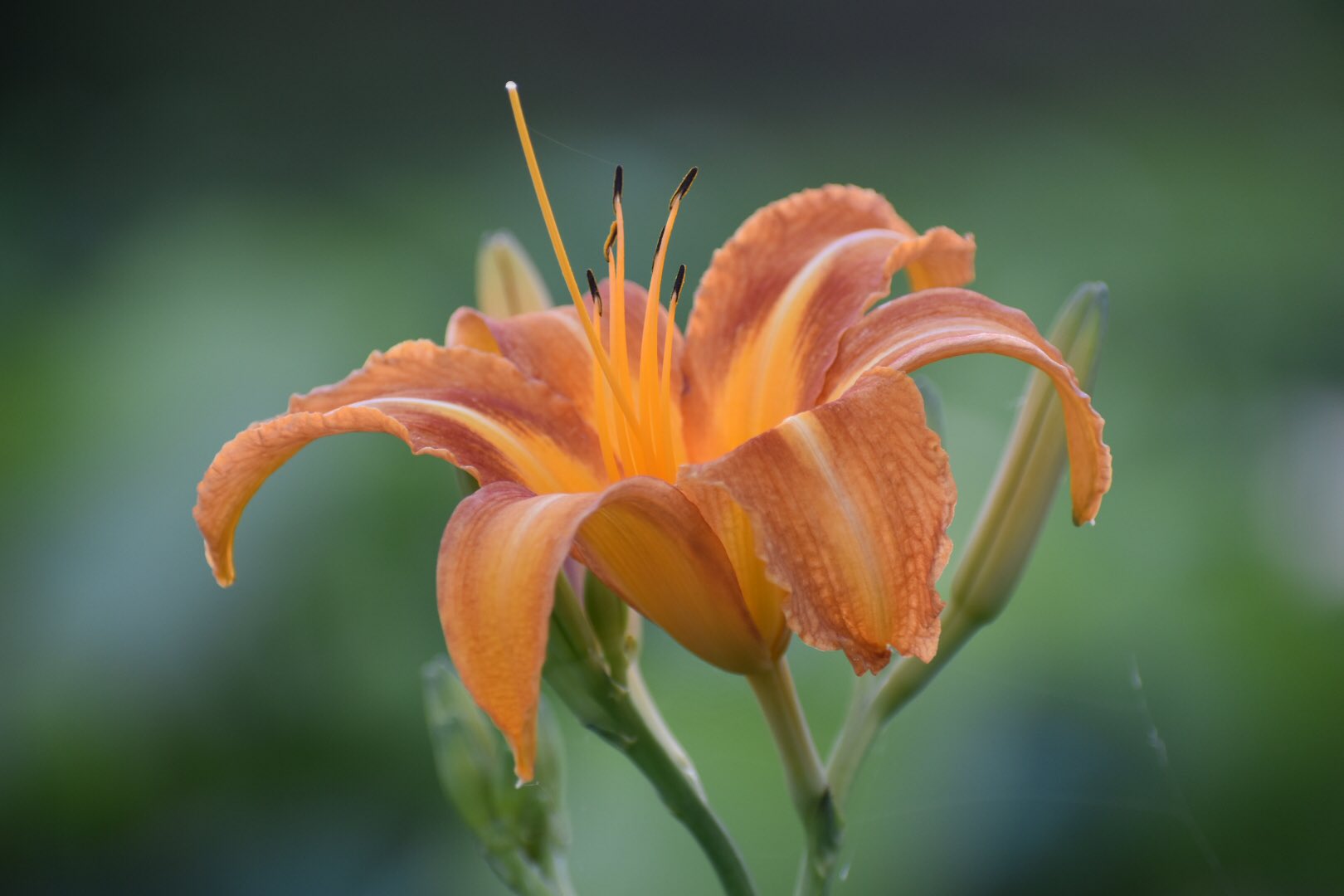 Chi Mama いつもの散歩道にノカンゾウ 野萱草 花言葉は いつも一緒 ノカンゾウ T Co 9afncnxlgl Twitter