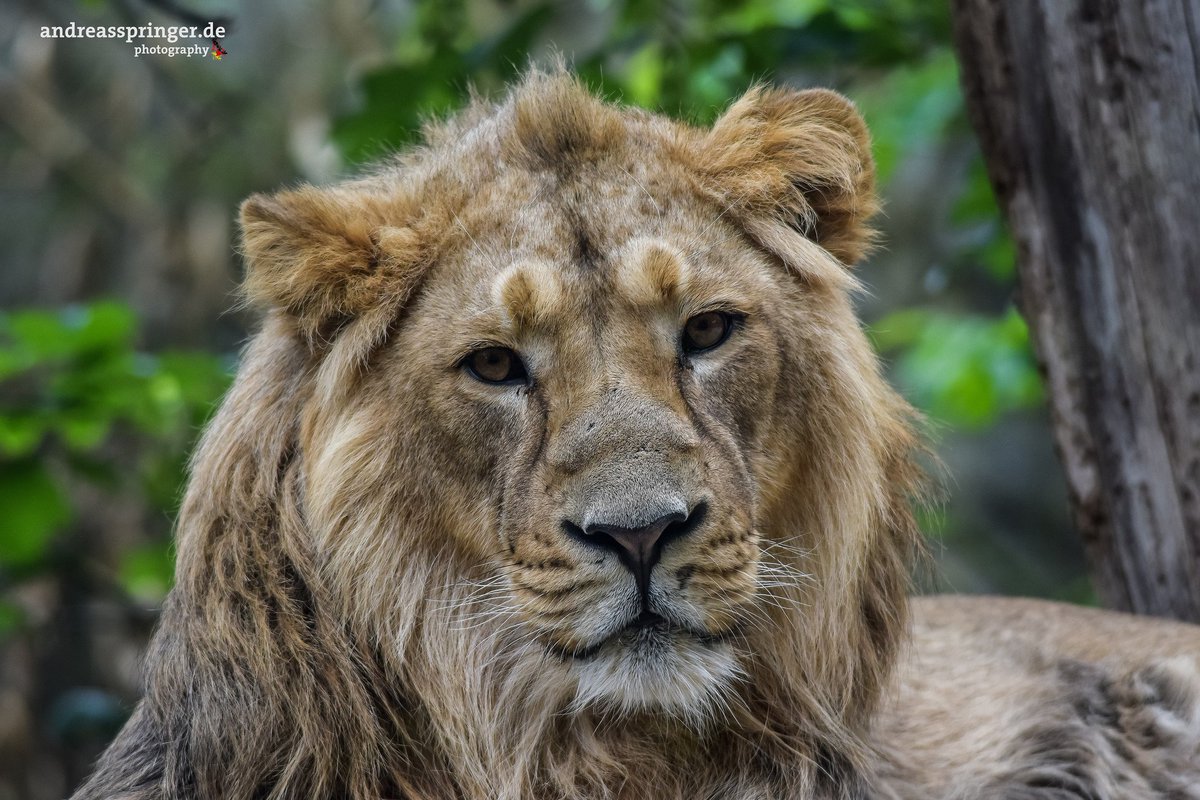 Löwe / Lion
#parczoologique #parczoologiqueetbotaniquedemulhouse #zoo #löwe #lion #mulhouse #mülhausen #visitalsace #welovealsace #visitmulhouse #hauterhin #elsass #alsace #raubtier #katze #cat #grosskatze #raubkatze #tourismus #tourism #museesmulhouse #portrait