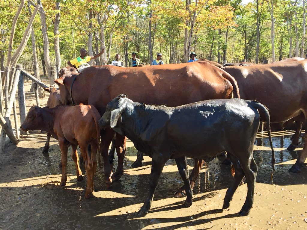 BishowParajuli's tweet photo. Pleased to visit @WFP Zim supported activities in helping improve food security among poor & most vulnerable households in #Lupani with various efforts: 15 assets build included weir dams, nutrition garden & cattle dipping facilities. https://t.co/Ca7PgkFgsw