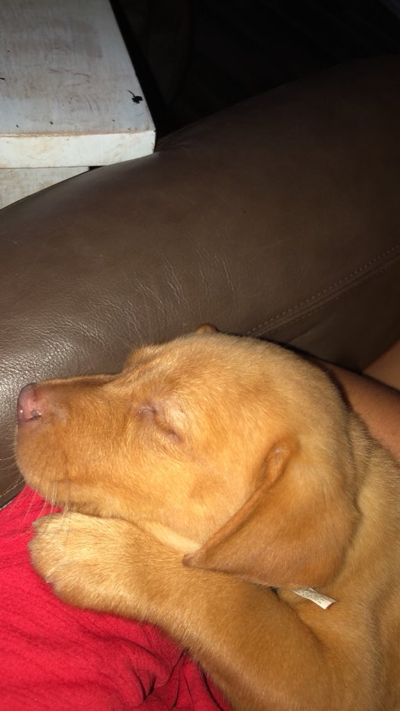 Izzy Werdann tweet media