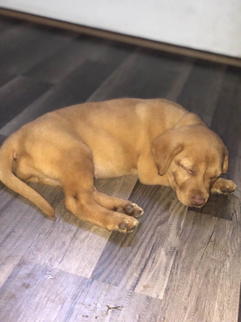 Izzy Werdann tweet media