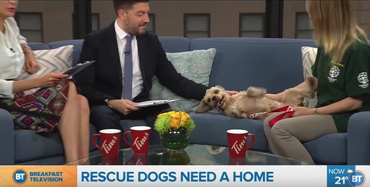 Puppies rescued from South Korean dog meat farm need homes - We speak with @HSI_Canada youtu.be/dDfnftdMSUA https://t.co/aEr69rVhfY