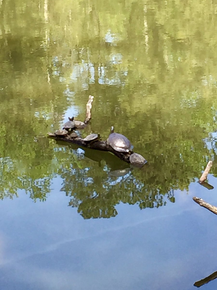 tjfrank8's tweet photo. Enjoying the sun! #turtles #nature #NationalPark #DurantPark #lake #lazydays #Raleigh #NorthCarolina #ILoveRaleigh #ilovemylife https://t.co/tdkMlBkgw1