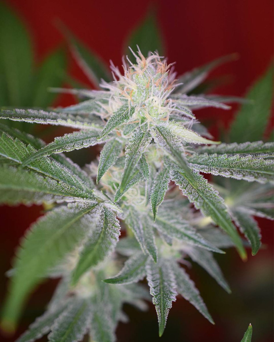 spliffseeds's tweet photo. Day 29 of flower for this #cbdmedikush from #spliffseeds and she continues to amaze us. She's adapted, improvised, and overcome with an impressive vigor. #hydroponics #dwc #led #ledlights #workingwithoutanet #growingcannabis #currentculture #spliffseeds https://t.co/LQJ0ZA4zvH https://t.co/7Ggf8CKrRz