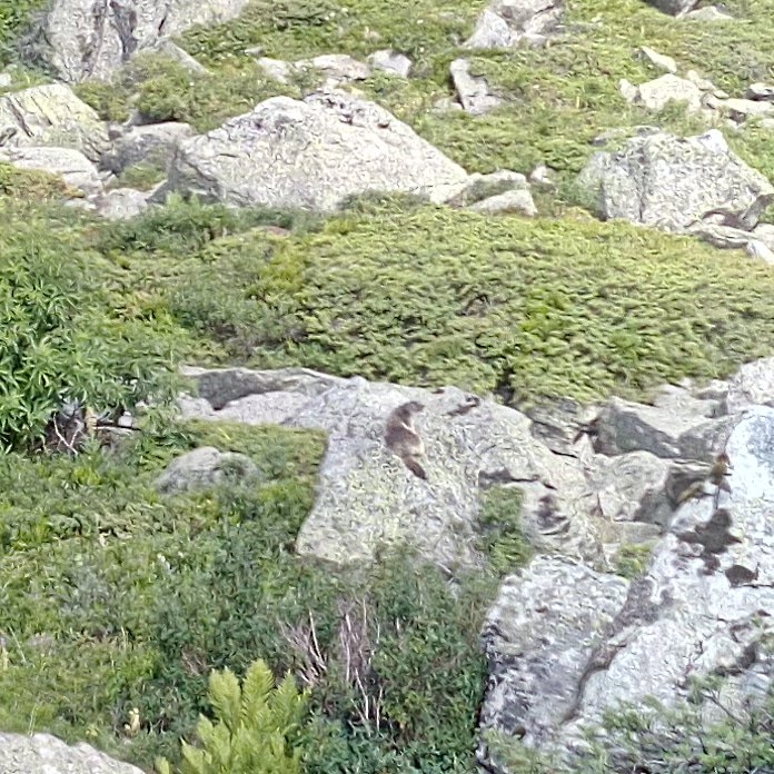 laurentrombert's tweet image. La Marmotte
