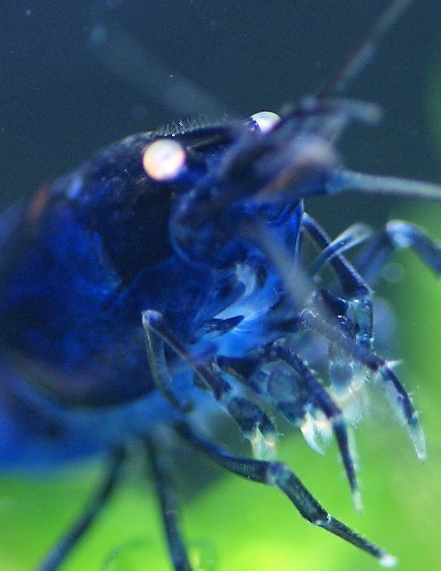 greentarade's tweet photo. Royal Blue Freak Show https://t.co/Or9YyByp1V #RoyalBlueTigerGarnele #RoyalBlueTiger #Garnele #Shrimp https://t.co/WplwOa0uQu
