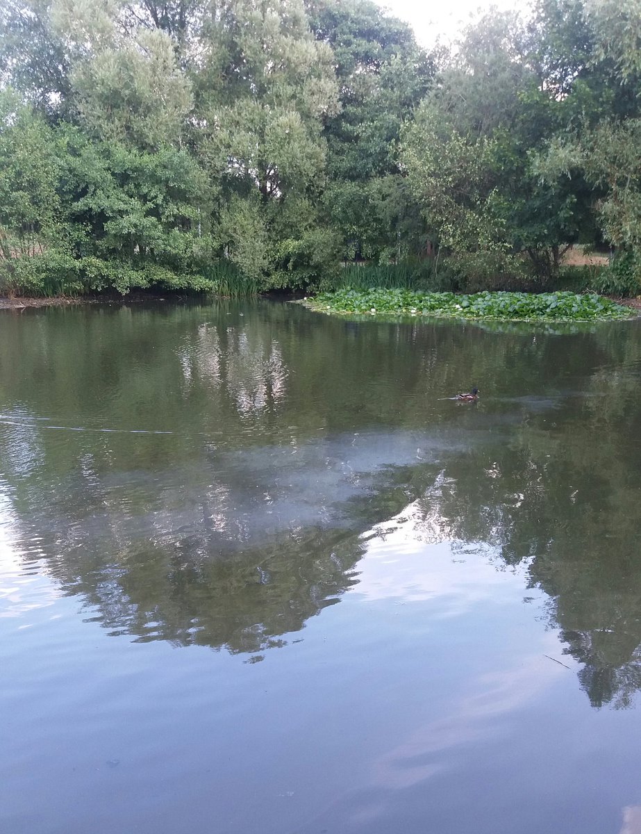 All this hot weather is causing all kinds of interesting biological activity in lakes around the UK. Noticed this #plankton bloom in thr lake at <a href="/UniofBath/">University of Bath</a>.
<a href="/WEIR_Bath/">WEIR</a> might have to take some samples to analyse...
🔬