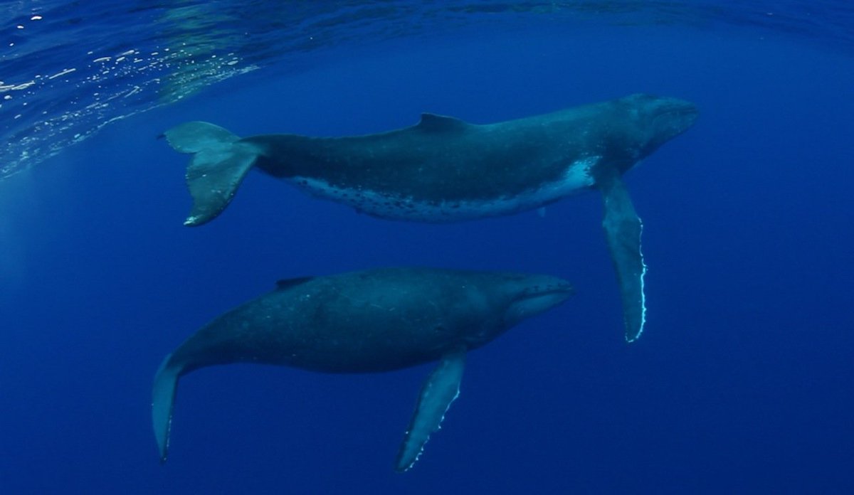 And you thought you were a big eater! Humpbacks eat up to 1.5 tons of food a day.

(📷 Nan Daeschler Hauser)