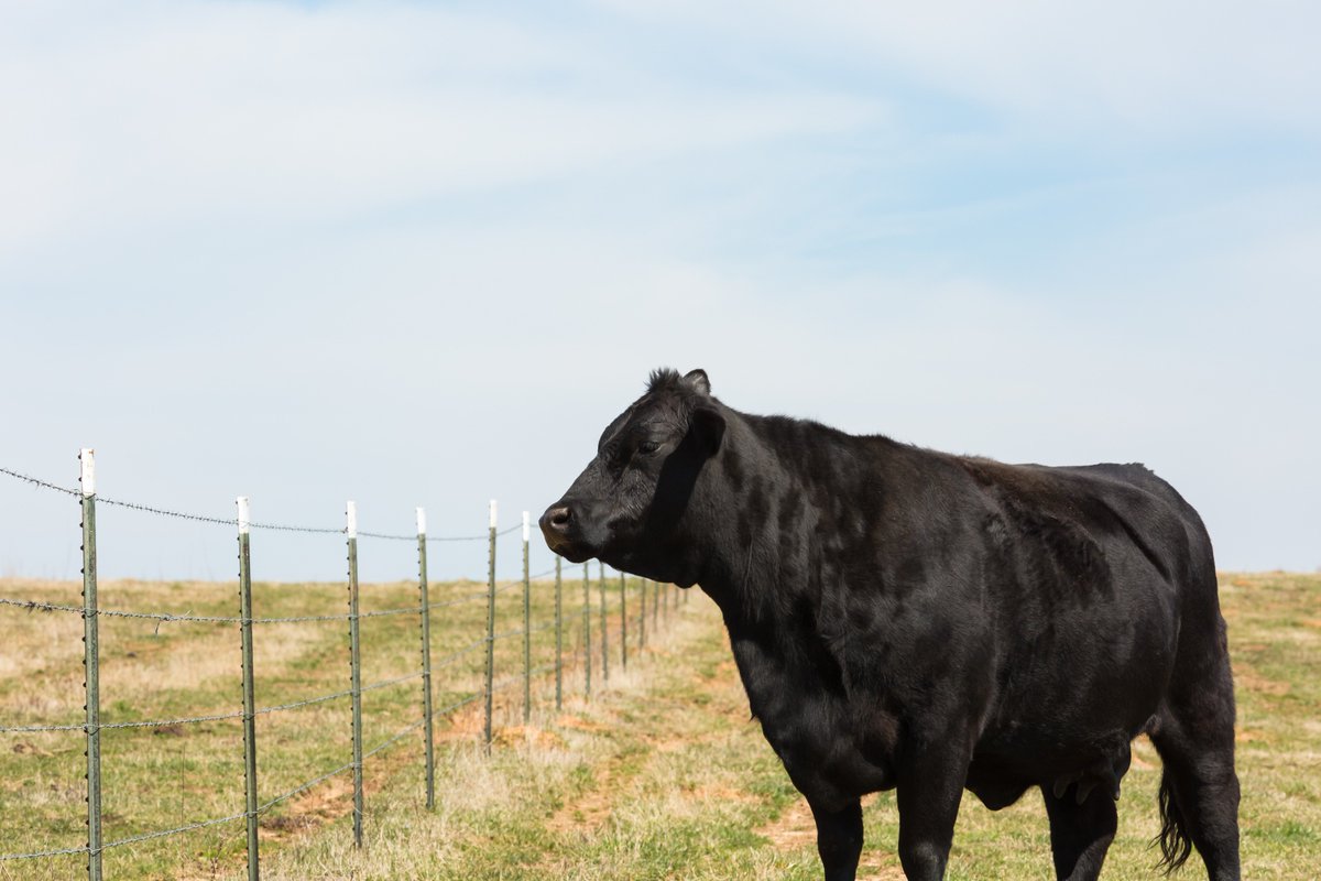 WilcoStores's tweet photo. Make sure all your fences are in good condition while the nice weather is still upon us! Your local #WilcoFarmStore has all your #Fencing needs covered, from backyard fence supplies to #Livestock fencing! https://t.co/yo65YymjQV