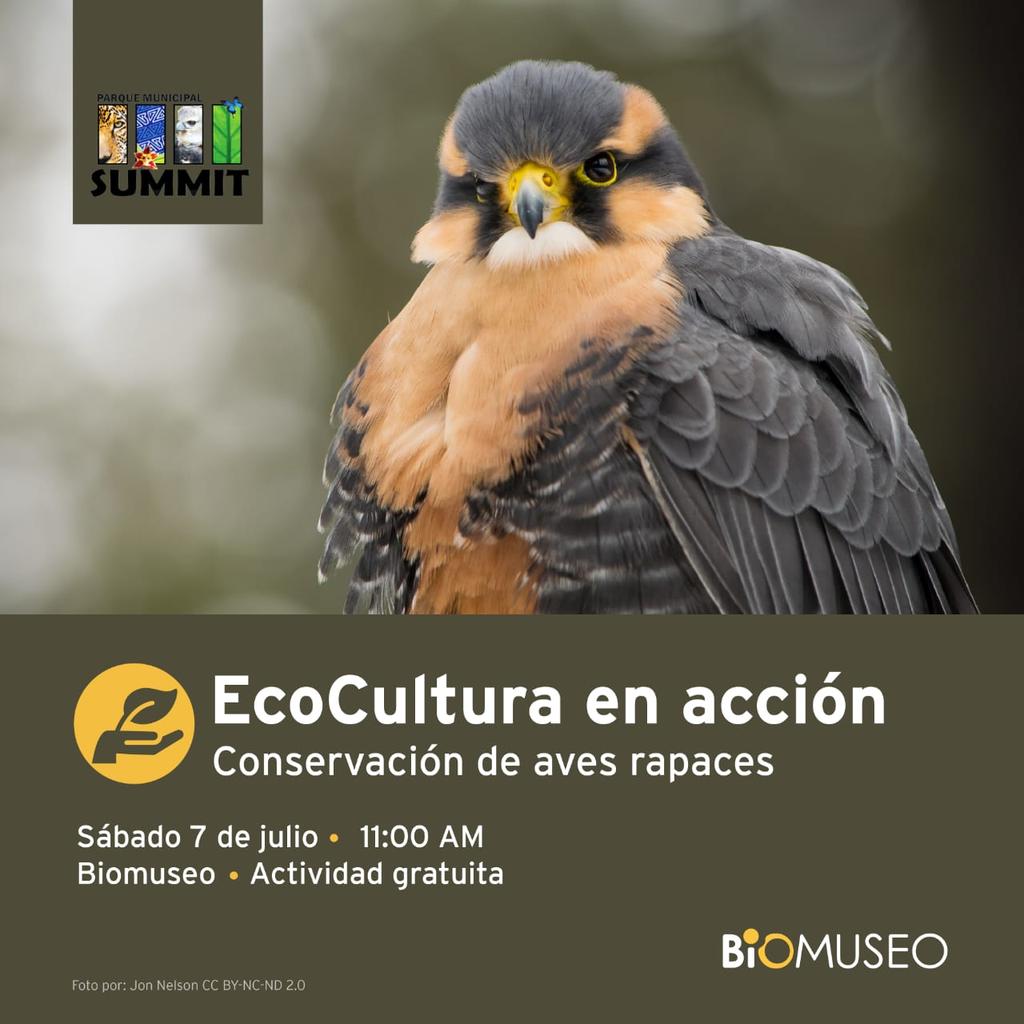 ParqueSummit's tweet photo. Te esperamos en @biomuseo : Este sábado 14 de julio no te pierdas la charla sobre la ''Conservación de perezoso'' a las 11:00am https://t.co/4bGnMcKFCs