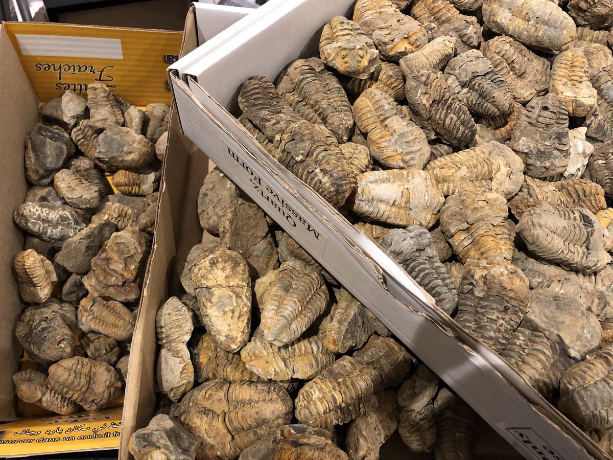 FossilsCrystals's tweet photo. Just a few Trilobites to sort out - #fossil #trilobite #morocco #london #fossils #and #crystal #retail #shop #waterloo https://t.co/XTXsgXw5s9