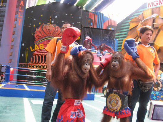 DEVASTATING

Orangutans gorge themselves to obesity &amp; bite the bars in an attempt to escape their prison.

#SafariWorldBangkok is a breeding ground for abuse &amp; torture. Innocent animals are enforced to fight for tourist’s amusement.

RT to tell EVERYONE: boycott this horror show!