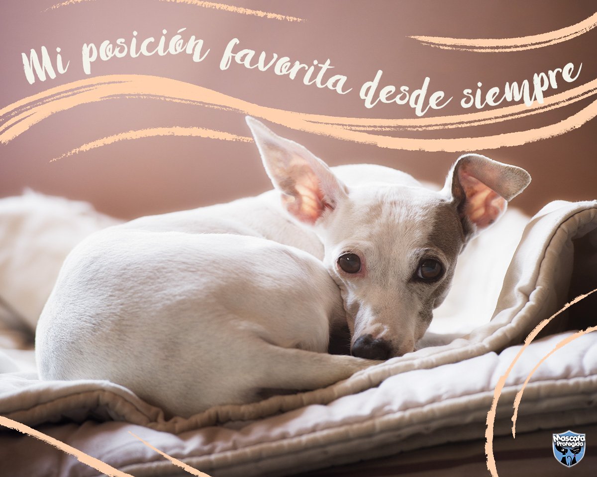 Mascota Protegida tweet media