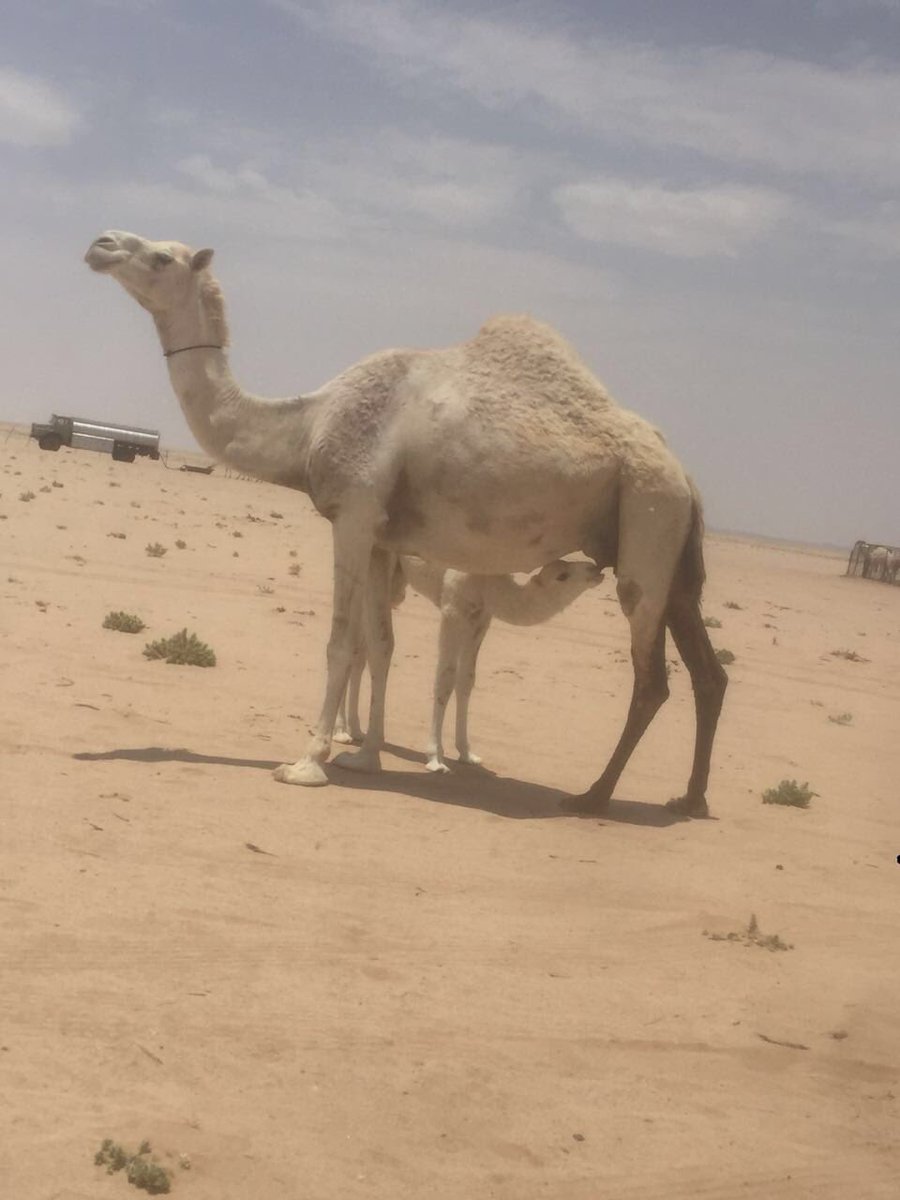 sooq777's tweet photo. #للبيع
#ناقه خلفه ام ثاني 
#الموقع جنوب #الدوادمي -الشعراء
السوم 7700
#التواصل 0535545737 https://t.co/QoPBovhJwW
