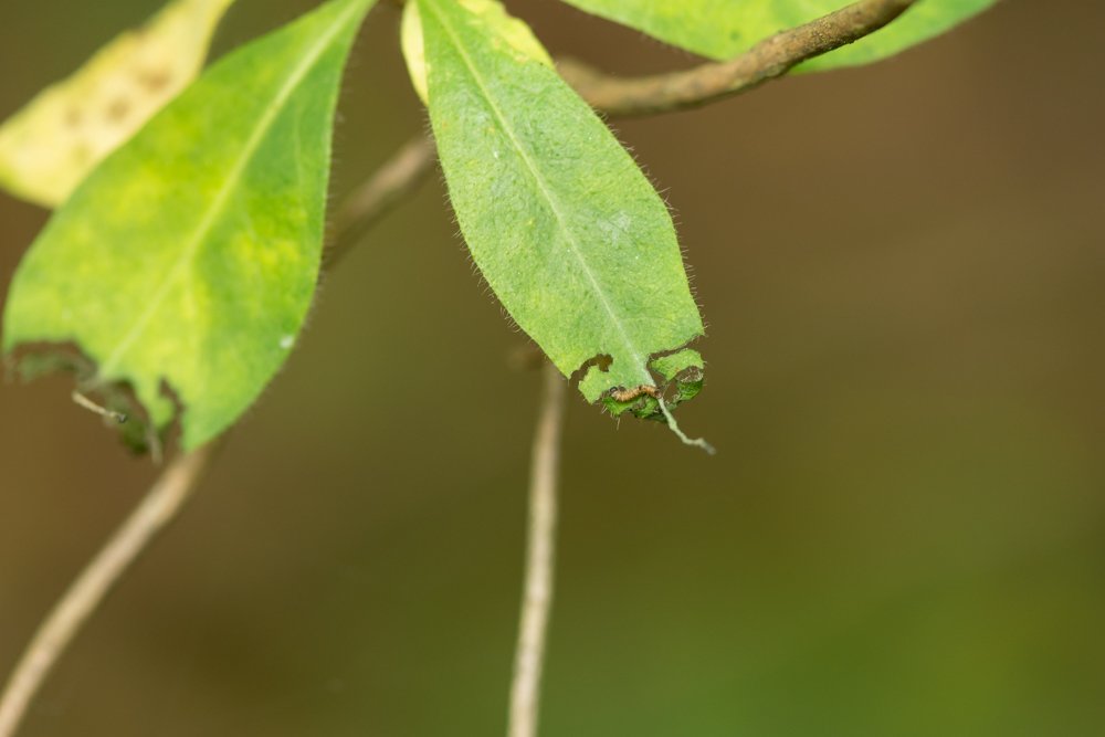 britbutterflies's tweet photo. Caterpillars of the White Admiral butterfly just starting to hatch from their eggs and begin to feed on the tips of wild Honeysuckle leaves producing distinctive feeding damage @savebutterflies @MikeSlater5 @keithwarmie @ukbutterflies #lepidopterist #butterflies @wkwt #RytonWood https://t.co/5dc4uouaak
