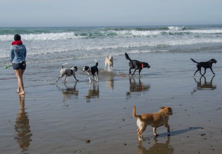 Morro Bay Dog Friendly Things To Do Morro Bay Dog Friendly Things To Do