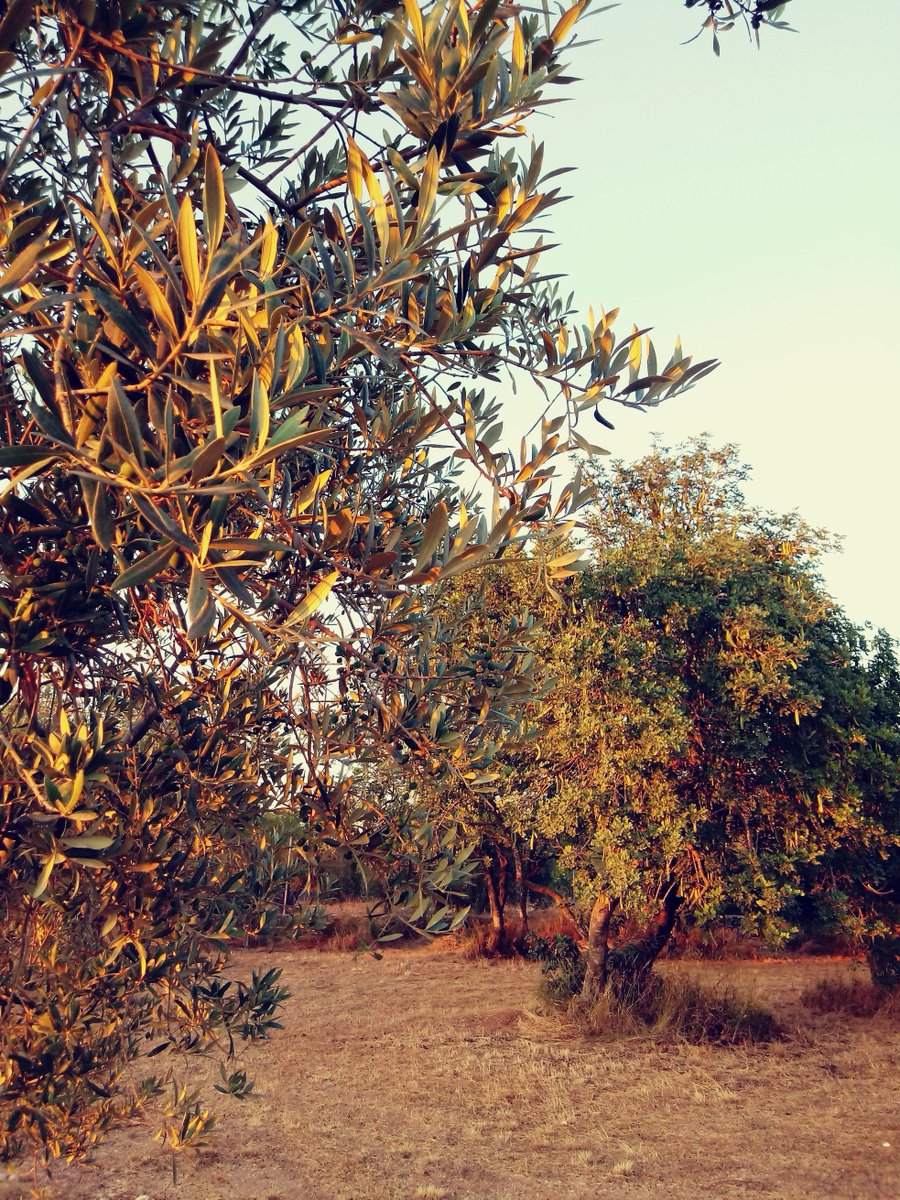 mireiacdd's tweet photo. (ens) hem aturat a mirar com queia el sol sobre els garrofers, tendresa malva, i el silenci fet llum que lliscava pels troncs d'olivera, i ens hem sentit una mica oliveres amb les arrels dins d'una terra que també plora i té set i pell ferida https://t.co/QqJNe6hdbk