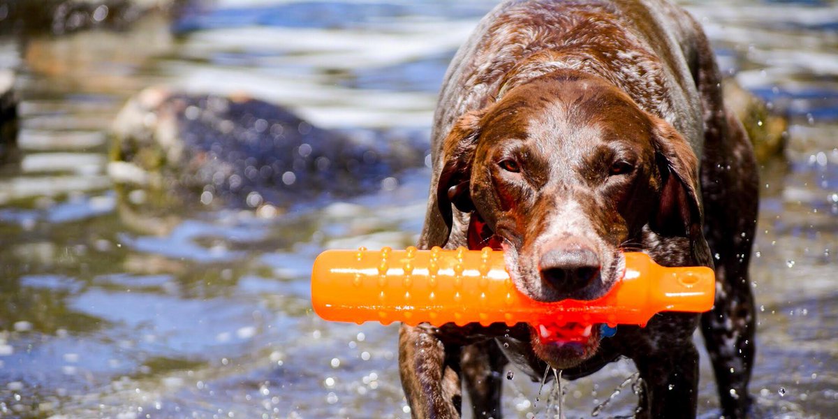 #ThatDogWill ... always give his best, even in the off-season. What's your favorite summer drill? (📷: Jennifer Wenner)