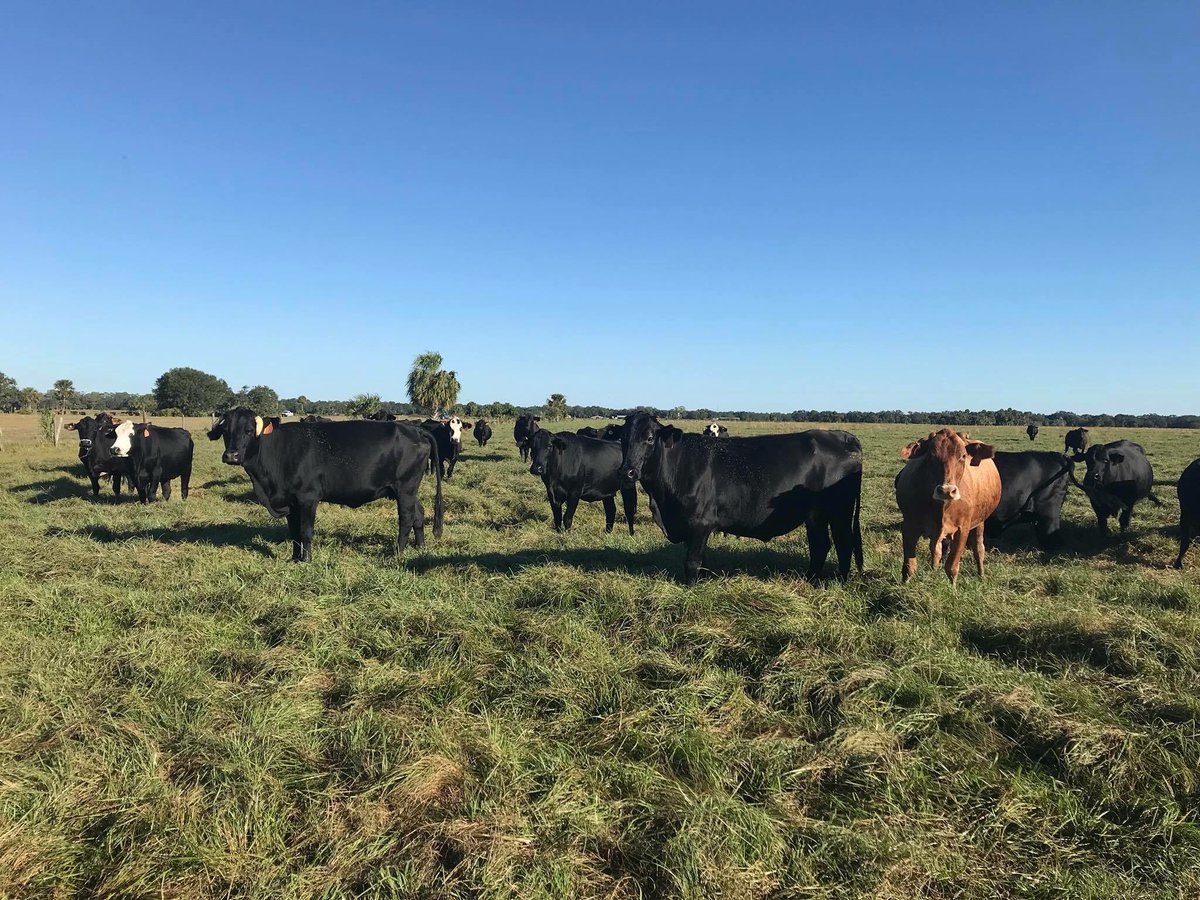 Florida Beef Council (@floridabeef) on Twitter photo Happy #CowAppreciatonDay! Happy #CowAppreciatonDay!
