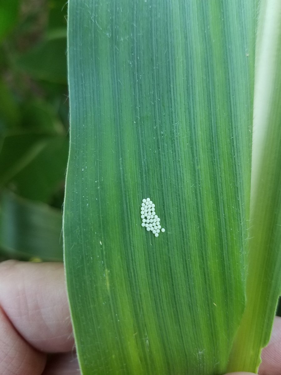 #westernbeancutworm 1st fresh eggmasses and moth flying in Hayes County today!
