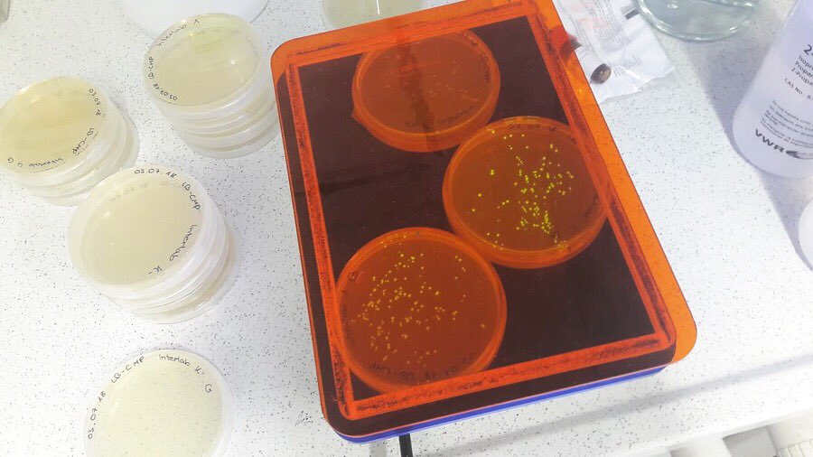 CompuGene_Lab's tweet image. Interlab done ✅  #igemtuda #igem2018 #interlab #thanksjenny #thankseli