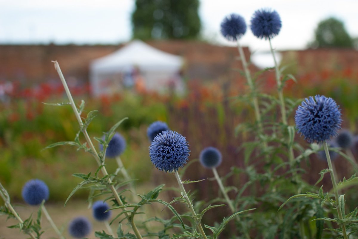 WFEcho's tweet photo. The #WalthamstowGardenParty is this weekend! You can pick up your copy of @WFEcho on #FellowshipIsland.. See you there! #WGP2018 #wfculture #mylocalculture. Photos by @pennydampier https://t.co/tRxDPXr4nF https://t.co/B43A8ZjyHj