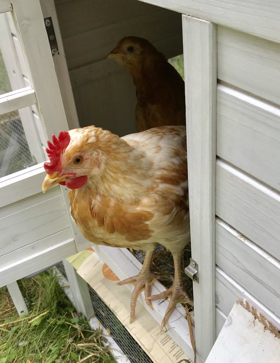 Lesbo Futanari porno