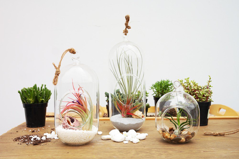 🌿 These gorgeous hanging glass capsule terrariums are an easy-to-customize gift!♥️

Get 5% OFF your order with code: MC5OFF
goo.gl/sJNr19

#terrariums #succulents #airplants #decorinspo #gifts #decor #giftideas #hipster #airplant #gardening #homedecor #homedecoration