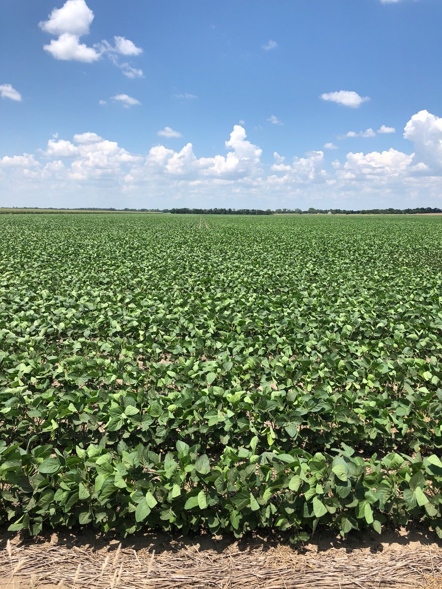 Andrewlee1814's tweet image. Great looking #Ohlde 44X7